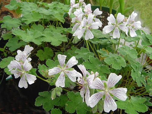 Geranium renardii